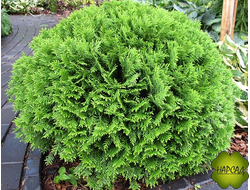 Туя западная "Даника" (саженец 15-20 см)