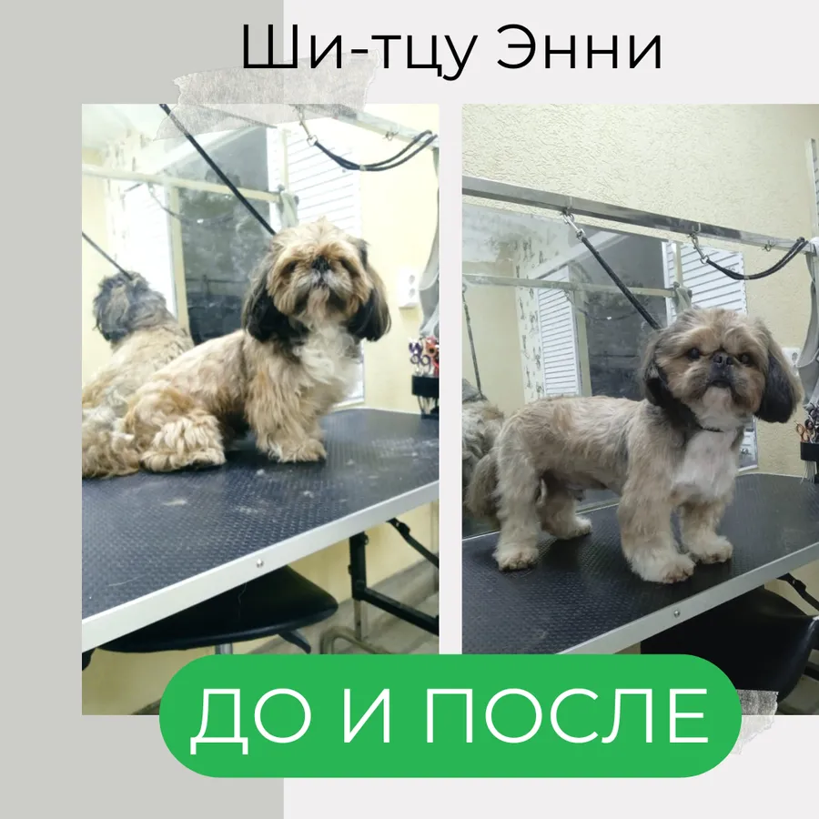 Ши-тцу ЭННИ