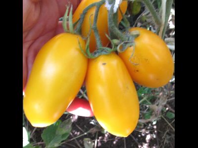 Томат Французская ледяная сосулька