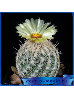 Coryphantha echinus