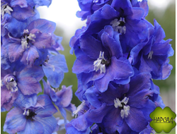 ДЕЛЬФИНИУМ "ГАРДИАН БЛЮ" (зимовавший саженец)