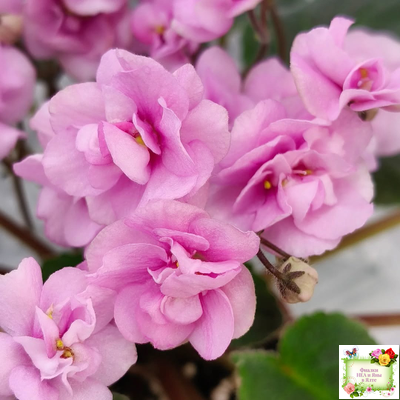 Dresden Doll (P. Harris) (7259) 11/24/1989 трейлер