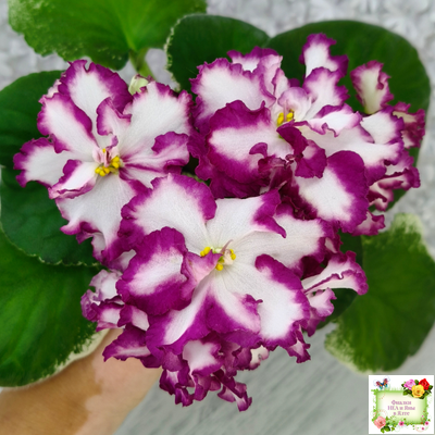 ВаТ-Волшебная Сказка (Т.Валькова) 2019 г.