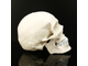 череп, человека, анатомический, человеческий, skull, кость, скелет, голова, лицо, труп, зубы, фигура