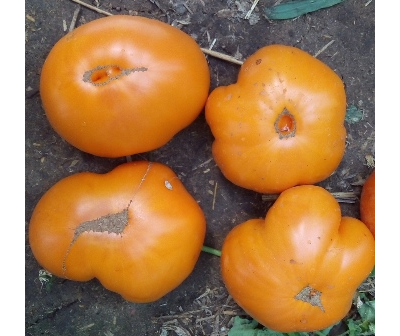 Томат Большой  желтый  амишей (Large Yellow Amish)