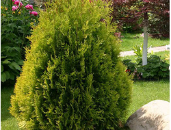 Туя западная Sunkist, C2