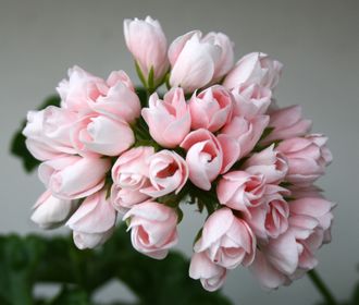 Emma fran Bengtsbo - пеларгония тюльпановидная - описание сорта, фото - купить черенок в Перми