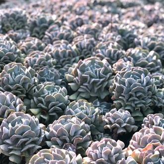 Эхеверия Кубик Фрост  - Echeveria Cubic Frost,  Эхеверия Кубический Мороз