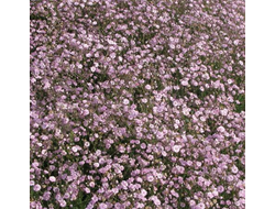 Гипсофила метельчатая Паникулята Роуз (Gypsophila Paniculata Rose )
