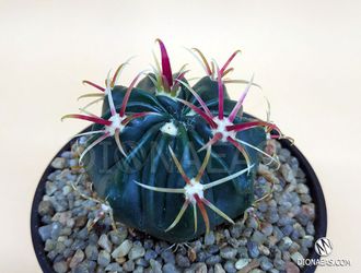 Ferocactus Latispinus