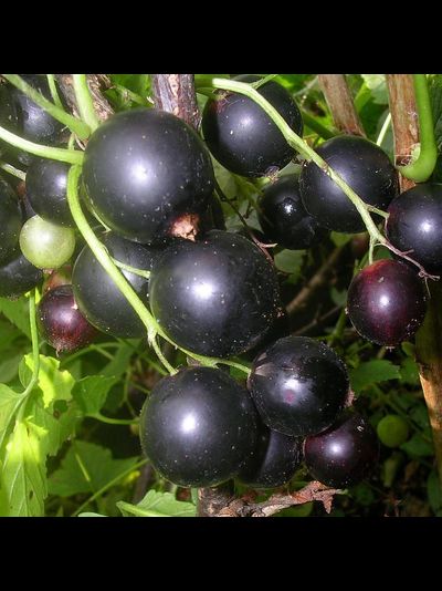 Дачница (смородина черная), 2-3 года, ЗКС