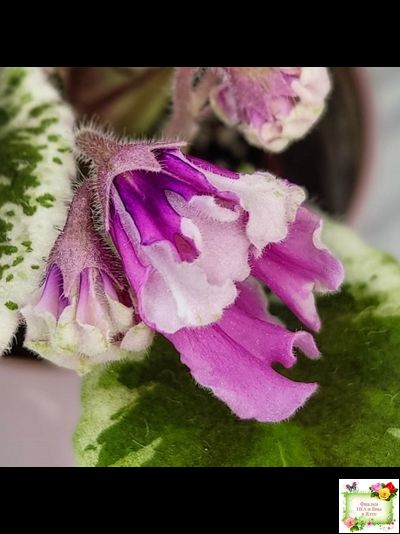 Hodss-Cassandra (Яна Ходченко) 2020 г. (пестролистный лонг с бастл-листвою)