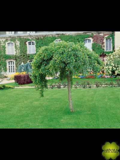 КАРАГАНА ДРЕВОВИДНАЯ (АКАЦИЯ) НА ШТАМБЕ 1,6 м