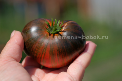 Томат Dwarf Rebel Starfighter Dipper's Delight (Гном Восставший Звездный Истребитель Восторг Диппера), 10 шт