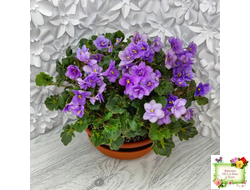 Skagit Victory Trails (W. Lindstrom)  (5659) 01/30/1984 трейлер