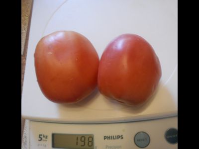 Томат Новичок розовый