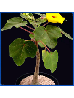 Uncarina grandidieri