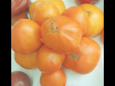 Томат Медовый спас