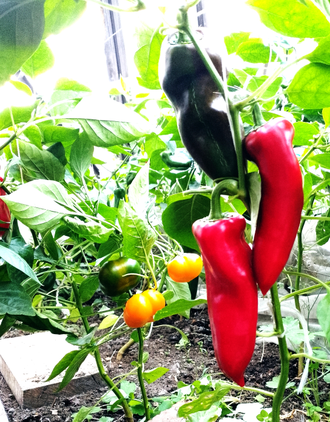 Семена сладкого перца Амфора