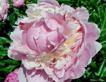 Paeonia Pink Radiance