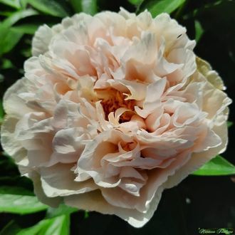 Paeonia Greenland