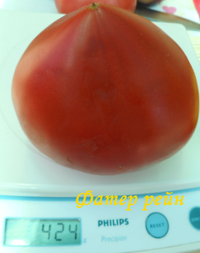 Томат Фатер Рейн (Vater Rhein, Германия)