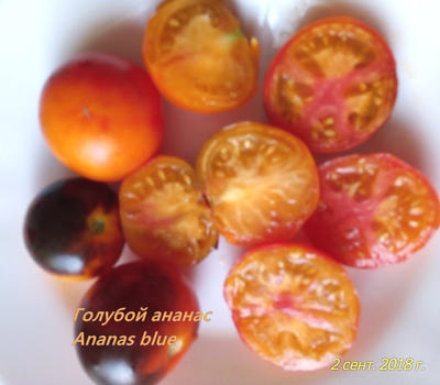 Томат Голубой ананас (Ananas blue)