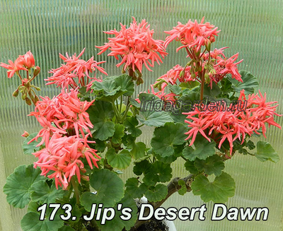 Пеларгония Jip's Desert Dawn
