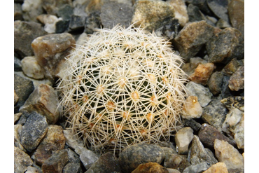 Coryphantha 7 