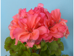 Пеларгония Sarah Hunt