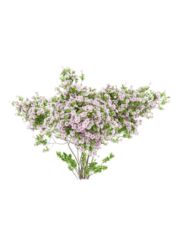 кусты Азалия японская 4