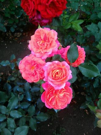 Мидсаммер (Midsummer ), Tantau