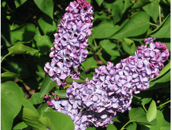 Партизанка