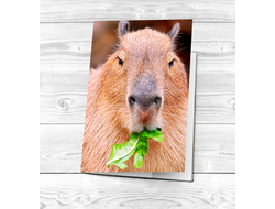 Обложка на паспорт Капибара, Kapibara-san №21