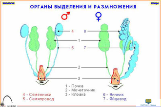 Зоология. Птицы (12 шт), комплект кодотранспарантов (фолий, прозрачных пленок)