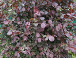 Ламберта фундук краснолистный(Corylus avellana Lamberta)