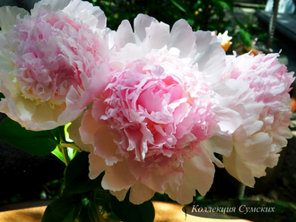 Пион Angel Cheeks (Энджел Чикс) ангельские щечки