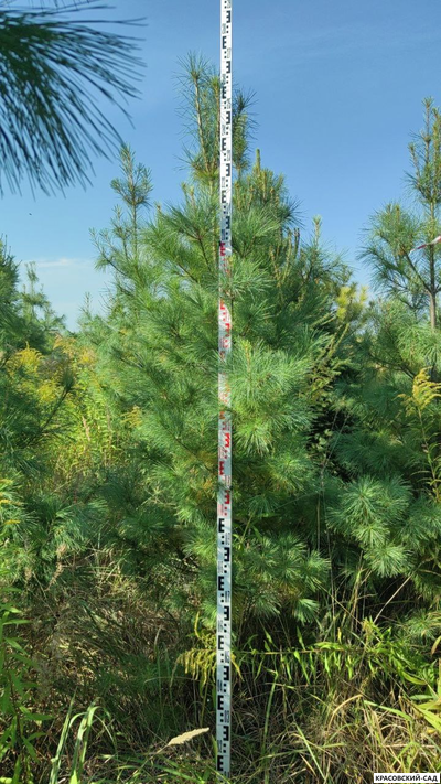 Сосна Гималайская - Pinus Wallichiana