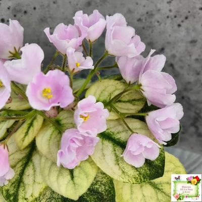 Н-Принцесса на Горошине (Н. Бердникова) 2014 г.