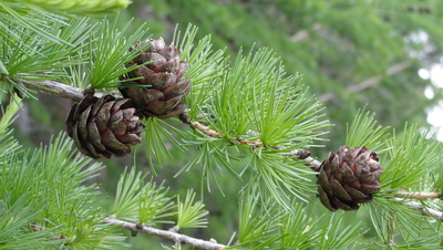 "Шишки" силиконовый молд