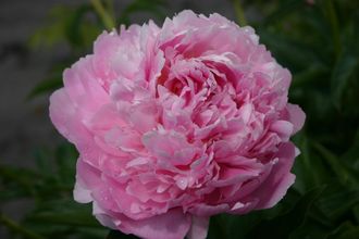 Paeonia My Pal Rudy