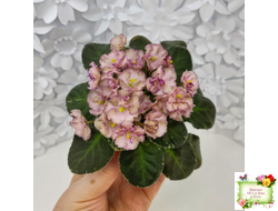 Н-Яшма (Н. Бердникова) 2015 г.