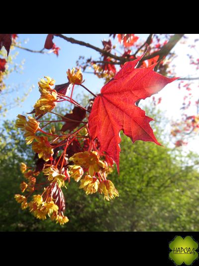Клен остролистный &quot;Роял Ред&quot; (саженец 1,5 м)