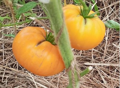 Томат Персики и крем (Peaches and Cream)