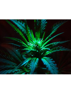 CANNABIS OIL (CND) / КОНОПЛЯ ПАРФЮМЕРНЫЙ КОНЦЕНТРАТ