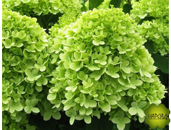 ГОРТЕНЗИЯ МЕТЕЛЬЧАТАЯ "ЛАЙМ ЛАЙТ"