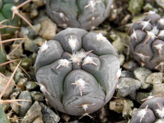 Gymnocalycium prochazkianum VG-345 (D=10-12мм)