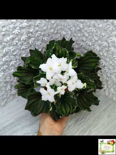 LV-Девятый Вал (Л. Шевелева) 2024 г. трейлер (пестролистный клакамас)