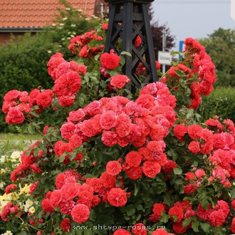Ютерзенс Розенкёнигин