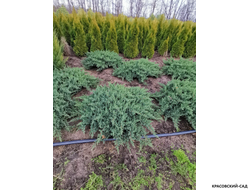 Можжевельник Сан Хосе - San Jose